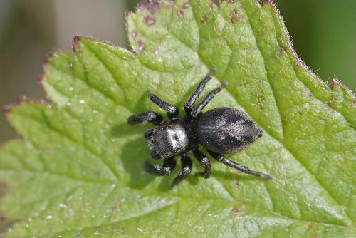 Evarcha arcuata
